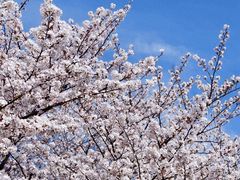 -高东镇樱花园