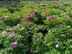 -洛阳市隋唐城遗址植物园