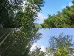 -宁波浙东大竹海景区