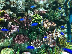 -瑞普利水族馆