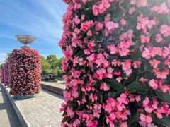 -上海鲜花港