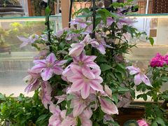 -双季花艺园艺市场(浦东店)