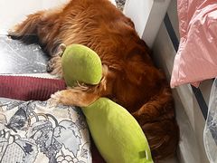-喜多萌中农锦绣动物医院24H·猫科·牙科MRI·CT