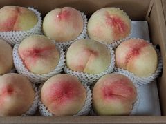 -南汇新场正宗水蜜桃采摘