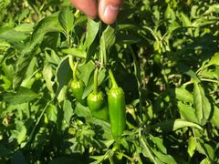 -前小桔亲子创意农场·草莓采摘·露营烧烤