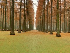 -渌洋湖湿地公园