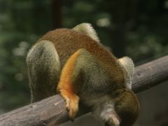 -五龙山野生动物王国