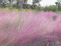 -春花秋色城市公园