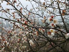 -香雪海