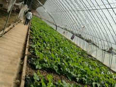 -万源龙顺度假庄园生态观光园