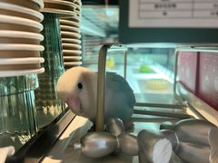 -Bai Meow法式西点咖啡
