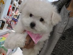 -翊宠yipet猫狗购宠庄园犬舍•猫舍