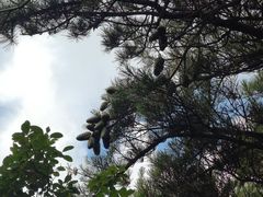 -牛背梁国家森林公园