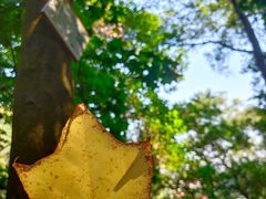 -南宁良凤江国家森林公园