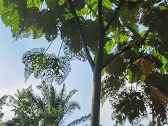 -中国科学院西双版纳热带植物园