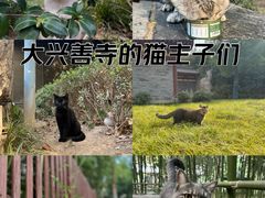 -西安大兴善寺