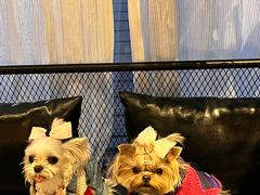 -百好乐宠物友好餐厅(朝外大街店)