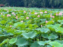 -荷塘月色湿地公园·向阳花洲