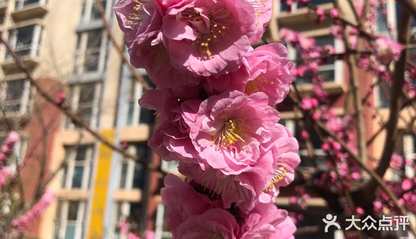 好想去公园看看花看看草