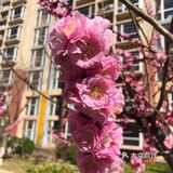 好想去公园看看花看看草