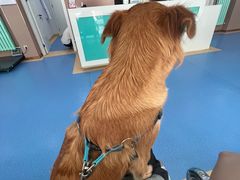 -天使宠物医院·犬猫分诊(彩虹店)