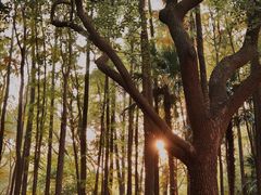 -上海共青森林公园