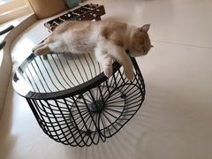 -飞行喵MR PILOT|猫舍·猫咖(静安大融城店)
