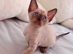 -十年猫舍·猫咪专门店(普陀店)