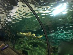 -悉尼海洋生物水族馆