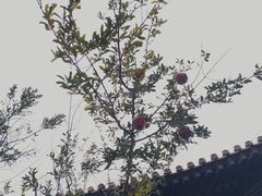 -雍和宫