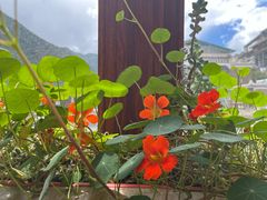 -四姑娘山阿巴郎·藏式花园餐厅