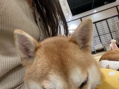 -逗柴咖啡屋·狗咖猫咖宠物桌游