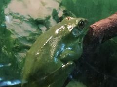 -上海大自然野生昆虫馆(东方明珠·爬宠昆虫探索中心)