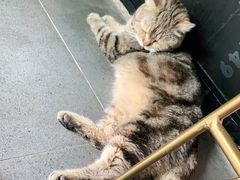 -喵屿·大理花园猫咖