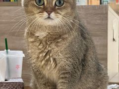 -藏猫猫咖啡主题馆(中央大道店)