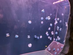 -Zoolung Zoolung动物主题公园(海信广场店)