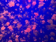 -江和美海洋公园