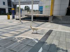 -东方时尚驾校(总部)