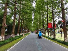 -黄海国家森林公园