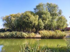 -大兴滨河森林公园