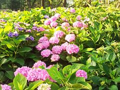 -共青国家森林公园-售票处