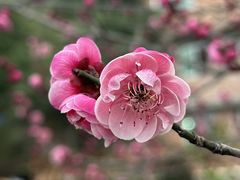 -菩提书坊(侨福大厦店)