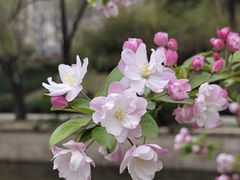 -海棠花溪(元大都城垣遗址公园)