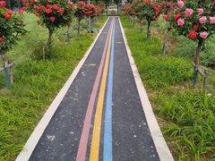-杭州湾海上花田景区