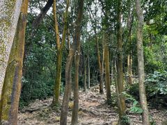 -火炉山森林公园