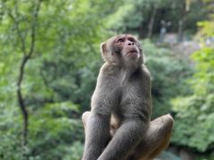 -黔灵山公园