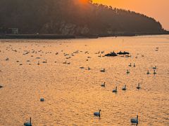 -烟墩角天鹅湖