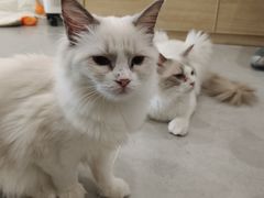 -有喵·猫咖·狗咖·30几只猫10只小狗(岗厦店)