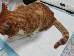 -艾贝尔宠物诊疗