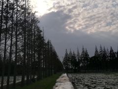 -上海长兴岛郊野公园